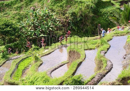 Bali, Indonesia- 14 Feb, 2019: Tegalalang Rice Terraces In Ubud, Bali. Tegalalang Rice Terrace Is On