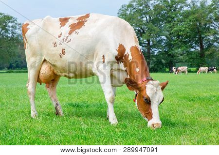 One Dutch Milk Cow Eating Grass In Green Pasture