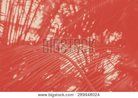Branch Of Palm Tree With Narrow Parallel Leaves Bent Diaginally On The Oblong Harizontal Shot. On Th