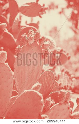 Cactus Opuncia Or Prickly Pear With Green Fruits Coral Duotone