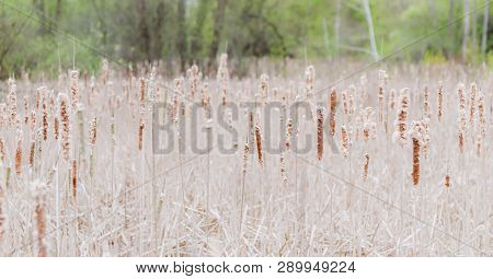 Spring In Toogood Pond Park In Unionville, A Suburban Village In Markham, Ontario, Canada