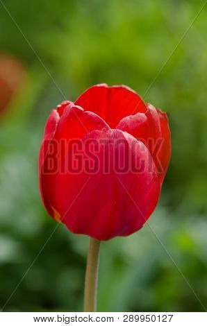 Red Tulip In Garden. Colorful Field Of Red Tulips