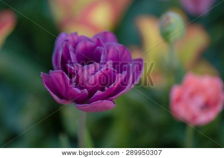 Violet Double Colorful Beautiful Tulip. Tulip Purple Peony