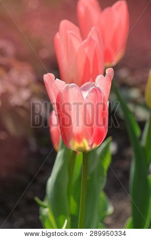 Beautiful Tulip With Stripe. Miramare Flower Tulip