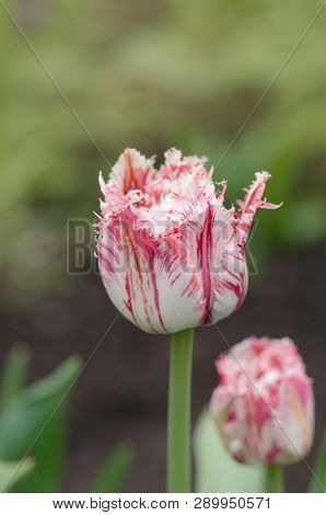 Red Tulip With White Fringe In Garden Rembrandt