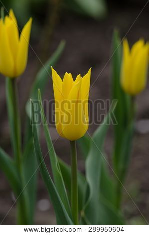 Tulipa Flower Seattle Outdoor. Lily Flowering Colorful Tulip.