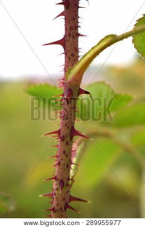 Red Thorns Of The Rose Flower Closeup