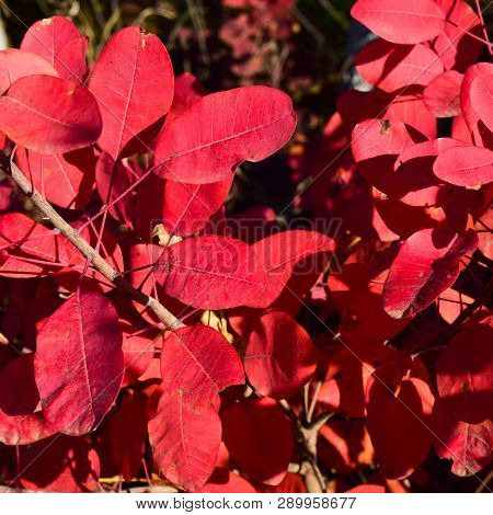 Autumn Red Color Of Leaves Of Cotinus Coggygria. Paints Of Fall.
