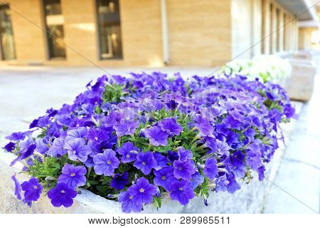 The Lilac And Violet Flowers Of Petunia Grow In A Stone Bed That Stands On The Sidewalk Near A Moder