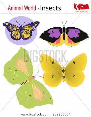 Animal world - insects, vector, eps, wild life