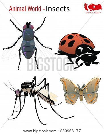Animal World - Insects, Vector, Eps, Wild Life