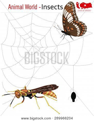 Animal World - Insects, Vector, Eps, Wild Life