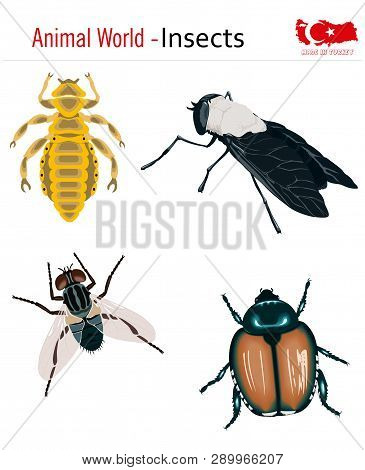 Animal World - Insects, Vector, Eps, Wild Life