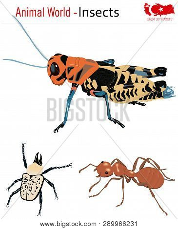 Animal World - Insects, Vector, Eps, Wild Life