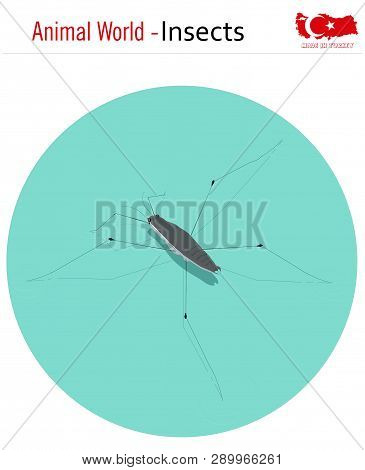 Animal World - Insects, Vector, Eps, Wild Life