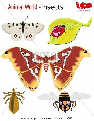 Animal World - Insects, Vector, Eps, Wild Life