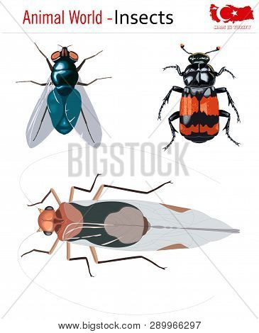 Animal World - Insects, Vector, Eps, Wild Life