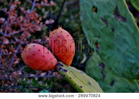Big Green Cactus With Its Sweet Harvest