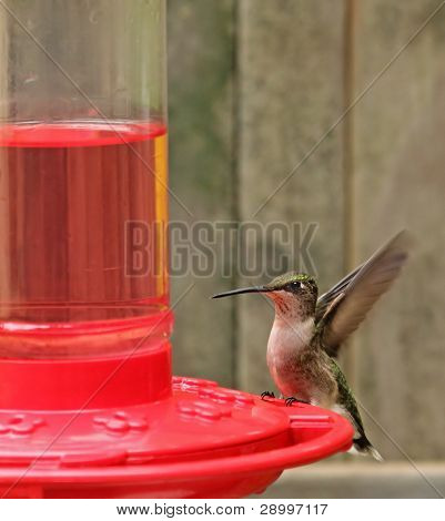 ทับทิม– throated ฮัมมิ่งเบิร์ด Archilochus Colubris