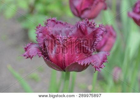 Violet Purple Fringed Tulip