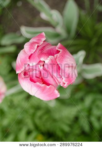 Pink Parrot Tulip Closeup