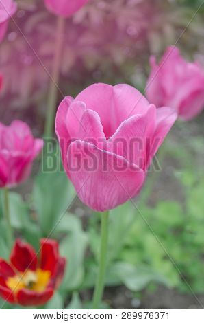 Pink Tulips Blooming In Garden