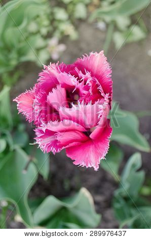Pink Tulip Mascotte