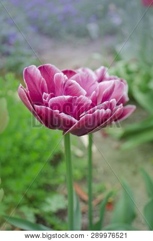 Spring Beautiful Purple  Dream Toush