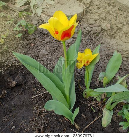Beautiful Tulip With Stripe Stresa