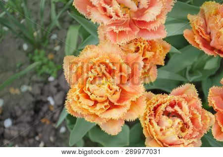 Sensual Touch Orange Tulip