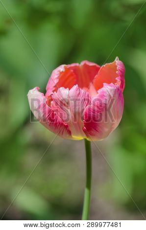 Pink Parrot Tulip In Flowerbed