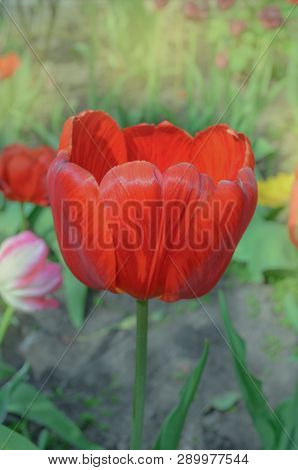 Red Tulips On Garden Background