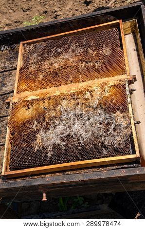 Beekeeping. Wax Moth. Pests Of Active Hives. Infected Bee Nest