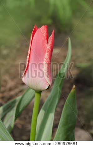 Beautiful Tulip With Stripe. Aladdins  Flower Tulip