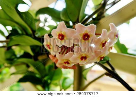 Little Pink Blooming Flowers With A Red Middle