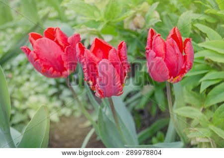 Tulip Flower Red Parrot