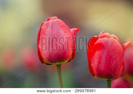 Red Tulips In Spring Landscape. Red Tulips Background.