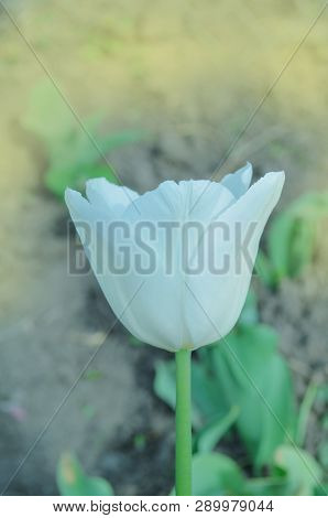 Gentle White Prince Tulip Bloom.