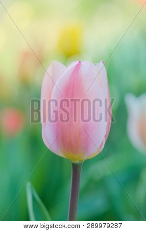 Pink And White Tulip
