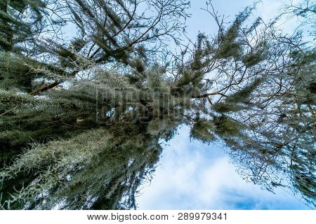 A Look Around The Majestic Riverhills Park On The Hillbourgh River In Tampa Florida.
