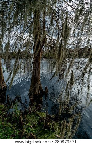 A Look Around The Majestic Riverhills Park On The Hillbourgh River In Tampa Florida.