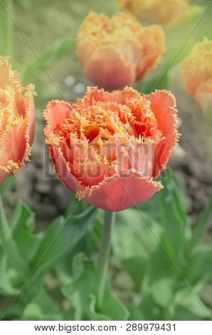 Orange Double Petal Tulip Sensual Touch