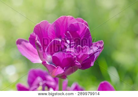 Full Violet Purple. Peony Flowering Lilac Double Tulip