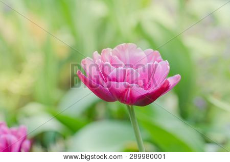 Beautiful Double Soft Pink Tulip Double Shirley