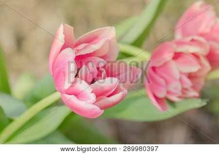 Red And White Bicolour Tulip Wirosa