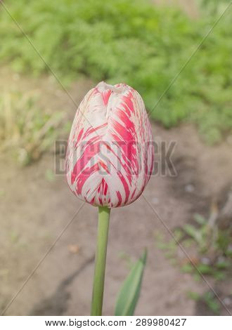 White Tulip With Red Stripes In The Garden