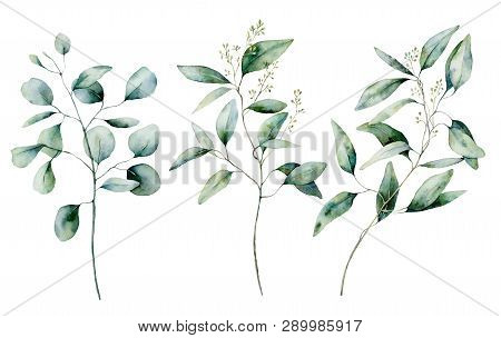 Watercolor Silver Dollar And Seeded Eucalyptus Set. Hand Painted Eucalyptus Branch And Leaves Isolat