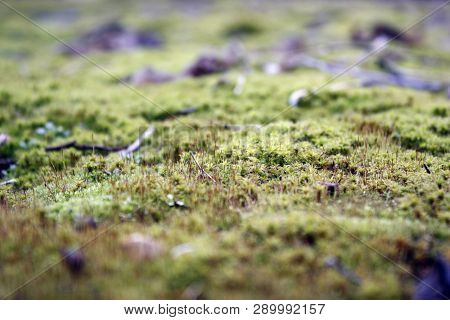 Green, Yellow Moss With Flowers On The Foundation, Stone. Mocha Texture