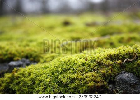 Green, Yellow Moss With Flowers On The Foundation, Stone. Mocha Texture