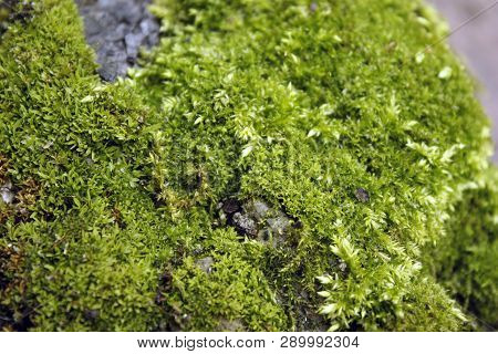 Green, Yellow Moss With Flowers On The Foundation, Stone. Mocha Texture